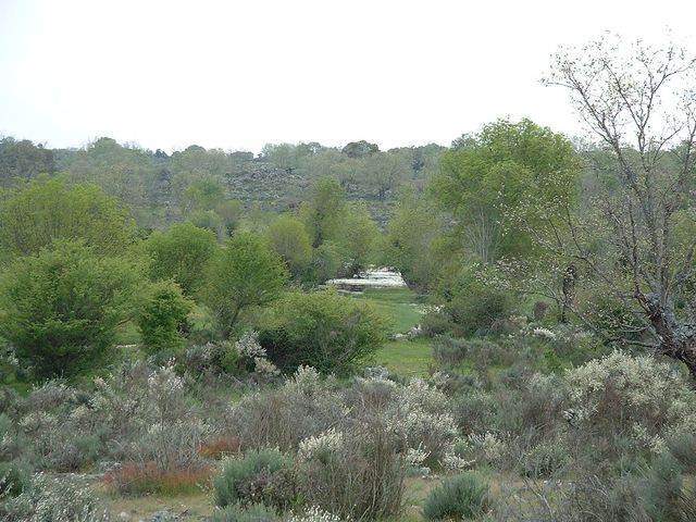 MORONTA